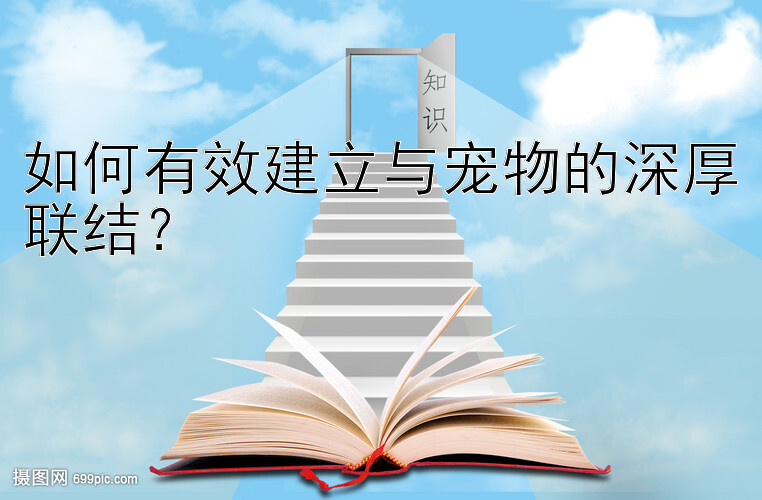 如何有效建立与宠物的深厚联结？