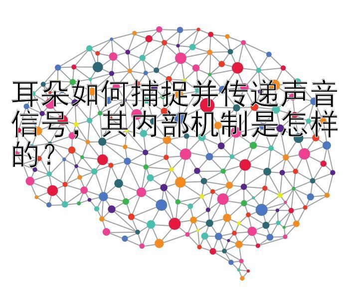 耳朵如何捕捉并传递声音信号，其内部机制是怎样的？